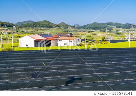 《鹿児島県》広大な茶畑の風景・南九州市 135578141