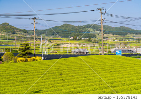 《鹿児島県》広大な茶畑の風景・南九州市 135578143