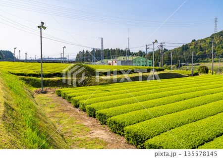《鹿児島県》広大な茶畑の風景・南九州市 《鹿児島県》広大な茶畑の風景・南九州市 135578145