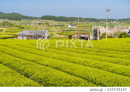 《鹿児島県》広大な茶畑の風景・南九州市 《鹿児島県》広大な茶畑の風景・南九州市 135578147