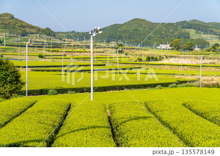 《鹿児島県》広大な茶畑の風景・南九州市 135578149