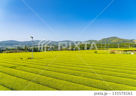 《鹿児島県》広大な茶畑の風景・南九州市 135578161