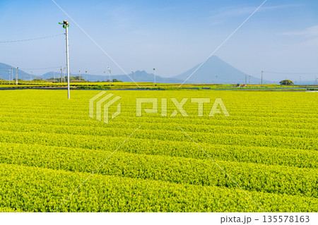 《鹿児島県》広大な茶畑の風景・南九州市 135578163