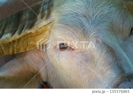 Extreme macro close-up of a rare albino water buffalo head showing detailed pinkish skin, white fur, and a textured horn. Focus on the eye and facial features of the domestic animal. Extreme macro close-up of a rare albino water buffalo head showing detailed pinkish skin, white fur, and a textured horn. Focus on the eye and facial features of the domestic animal. 135578865