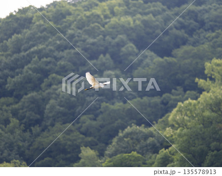 山を飛ぶコサギ 135578913