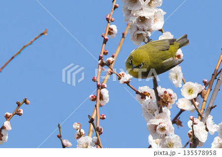 梅の花の蜜を吸うメジロ 梅の花の蜜を吸うメジロ 135578958