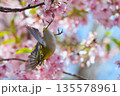 満開のカワズザクラと戯れるメジロ 135578961