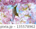 満開のカワズザクラと戯れるメジロ 135578962