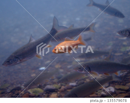 金魚とウグイ(サケのふるさと 千歳水族館 水中観察室) 金魚とウグイ(サケのふるさと 千歳水族館 水中観察室) 135579078
