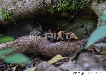 オオスズメバチ　樹洞 135579152