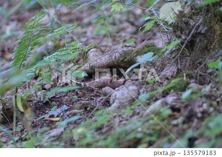 オオスズメバチ　樹洞 135579183
