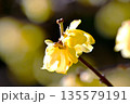 早春に咲くロウバイの花 135579191