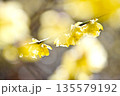 早春に咲くロウバイの花 135579192