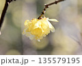 早春に咲くロウバイの花 135579195