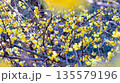 早春に咲くロウバイの花 135579196
