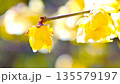 早春に咲くロウバイの花 135579197