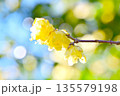 早春に咲くロウバイの花 135579198
