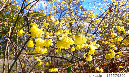 早春に咲くロウバイの花 135579202