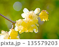 早春に咲くロウバイの花 135579203