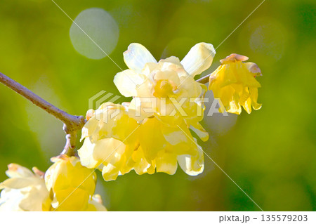早春に咲くロウバイの花 135579203