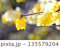 早春に咲くロウバイの花 135579204