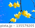 早春に咲くロウバイの花 135579205