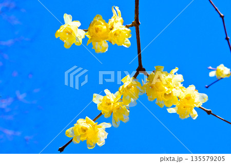 早春に咲くロウバイの花 135579205