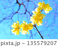 早春に咲くロウバイの花 135579207