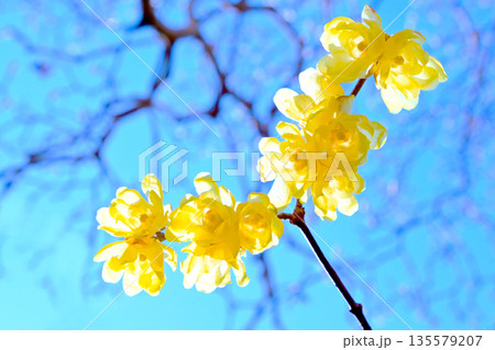 早春に咲くロウバイの花 135579207