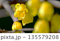 早春に咲くロウバイの花 135579208