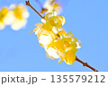 早春に咲くロウバイの花 135579212