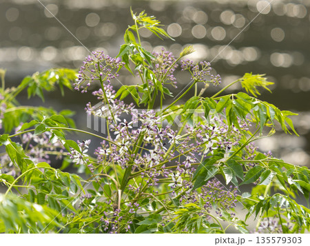 河川敷に咲いたセンダンの花 135579303