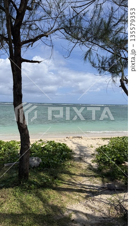 木陰から見える海 135579353