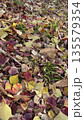 落ち葉の絨毯 135579354