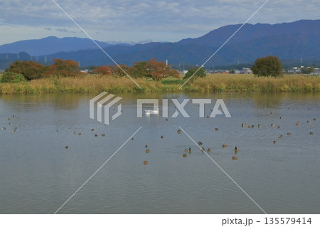 白鳥がいる時期の阿賀野の瓢湖の景色 白鳥がいる時期の阿賀野の瓢湖の景色 135579414