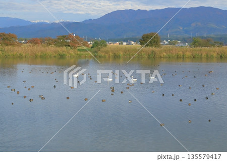 白鳥が優雅に泳ぐ阿賀野の瓢湖の風景 白鳥が優雅に泳ぐ阿賀野の瓢湖の風景 135579417