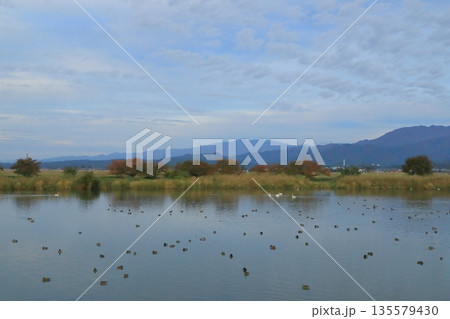 紅葉の時期の阿賀野の瓢湖の湖畔の景色 紅葉の時期の阿賀野の瓢湖の湖畔の景色 135579430
