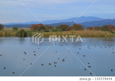 白鳥が優雅に舞い踊る阿賀野の瓢湖の風景 白鳥が優雅に舞い踊る阿賀野の瓢湖の風景 135579434