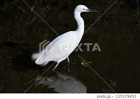 野鳥 野鳥 135579455