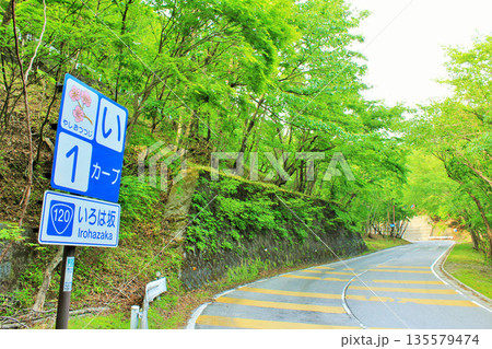 栃木県　初夏の新緑　いろは坂 135579474