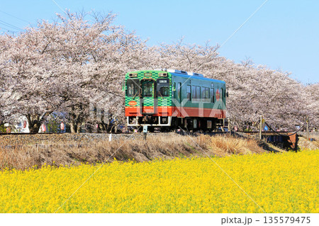 栃木県 青空と桜並木の真岡鉄道 栃木県 青空と桜並木の真岡鉄道 135579475