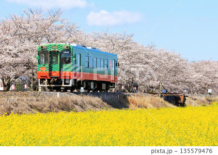 栃木県 青空と桜並木の真岡鉄道 栃木県 青空と桜並木の真岡鉄道 135579476