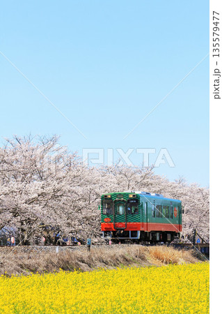 栃木県 青空と桜並木の真岡鉄道 栃木県 青空と桜並木の真岡鉄道 135579477