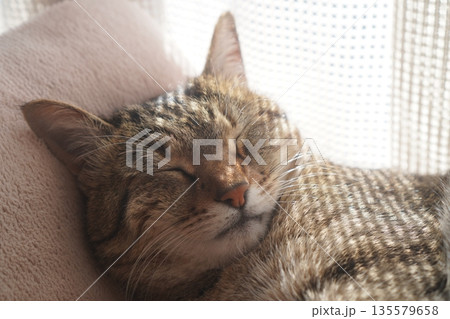 眠るキジトラ 135579658