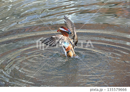 野鳥 野鳥 135579666