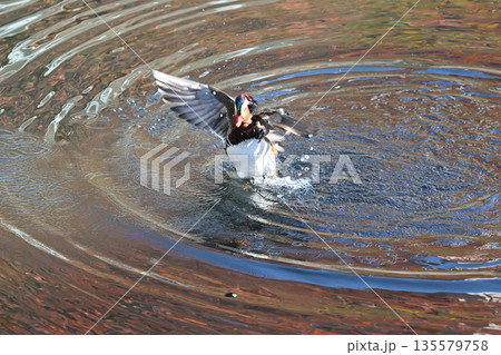 野鳥 野鳥 135579758
