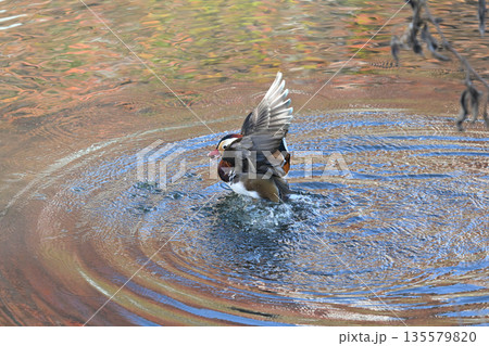 野鳥 野鳥 135579820