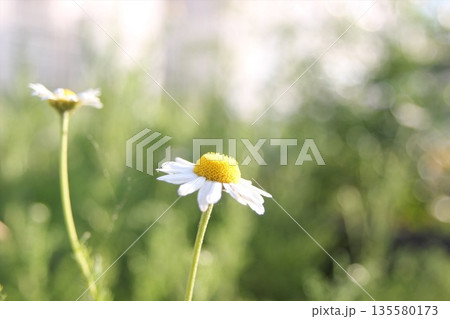 ローマンカモミールの花 135580173