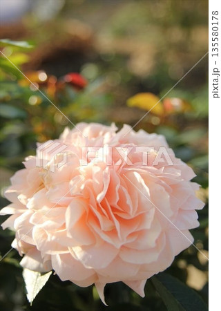 アプリコット色のガーデンオブローゼスのバラの花 アプリコット色のガーデンオブローゼスのバラの花 135580178