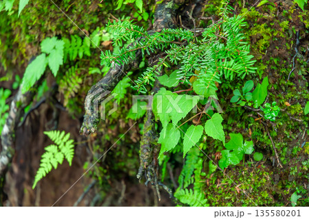 富士山吉田口登山道の傍らで瑞々しく葉を広げるシダ植物と針葉樹の幼木が織りなす林床の景観 135580201
